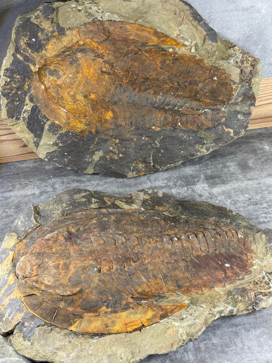 XXL Trilobit in Geode (Aktiva & Passiva) Gattung Acadoparadoxides ca. 30cm Fossilgröße, in bester Qualität, Rarität Museum (Paradoxides)