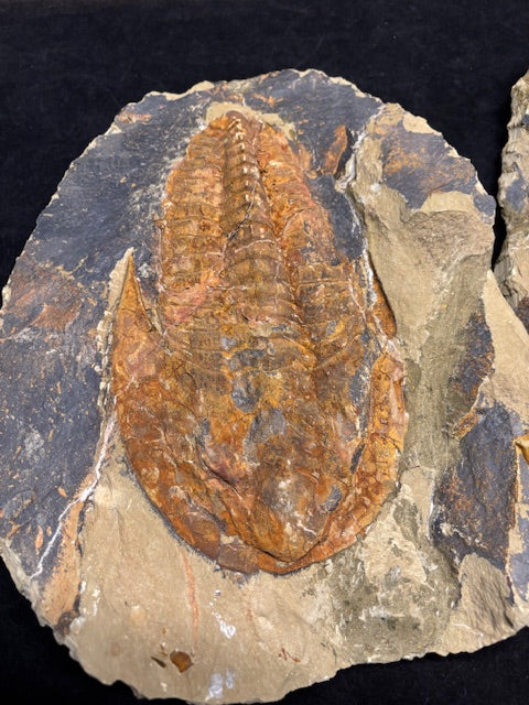 XXL Trilobit in Geode (Aktiva & Passiva) Paradoxides ca. 22cm Fossilgröße, in bester Qualität, Rarität Museum