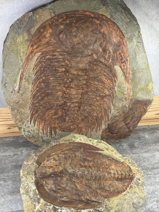 XXL Trilobit in Matrix, Fossilgröße bis zu über 40cm Länge in bester Qualität, Gattung Acadoparadoxides (Paradoxides) durch Hämatit Blutstein versteinert