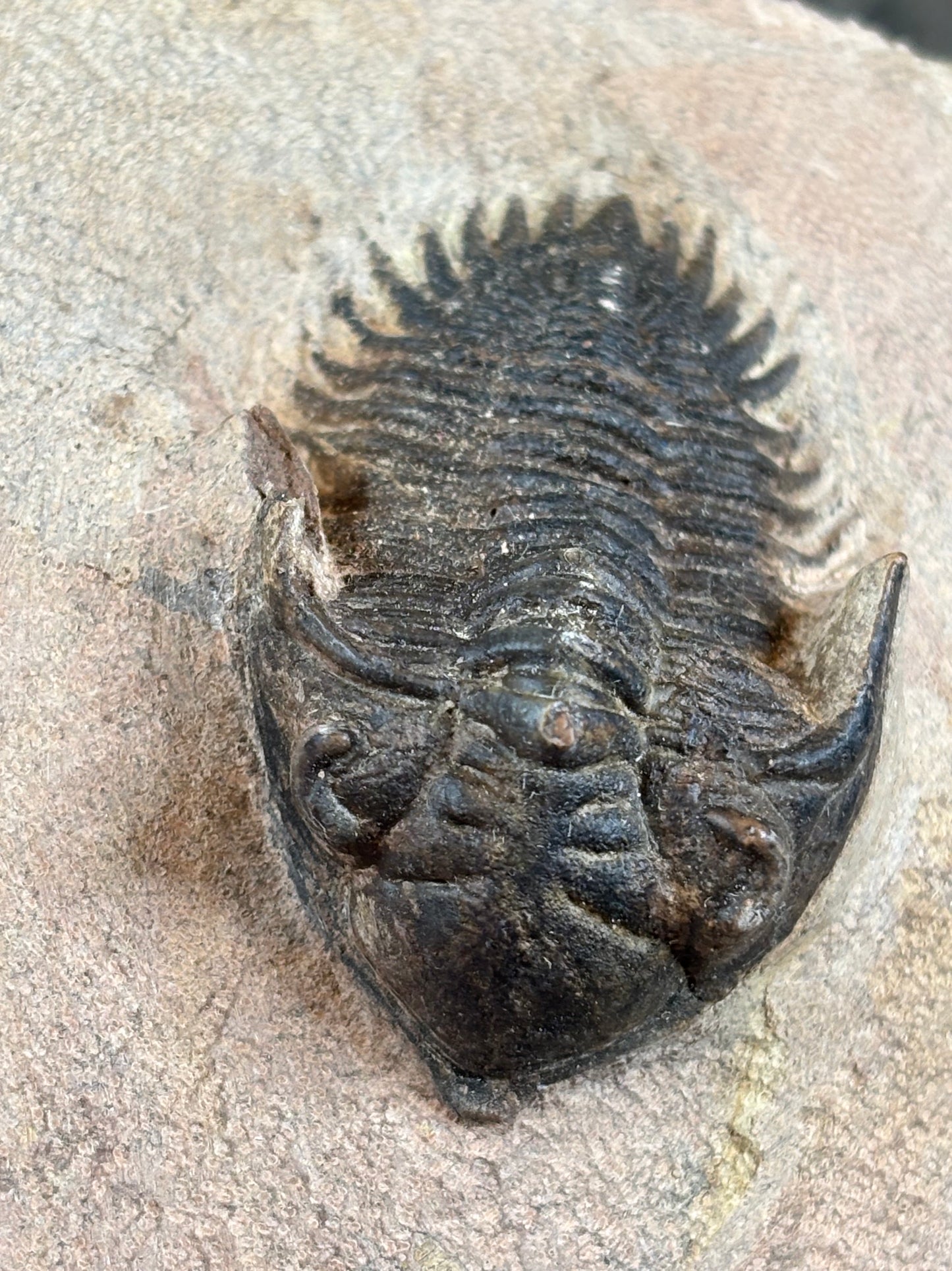 Trilobit auf Matrix in bester Qualität, verschiedene Gattungen: Hollardops, Phacops, Gerastos, Marokko Devon Zeitalter