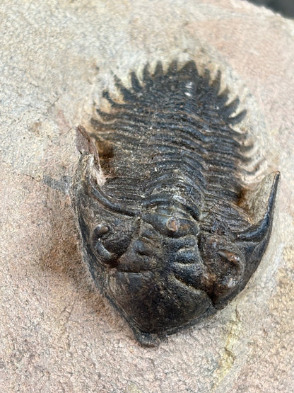 Trilobit auf Matrix in bester Qualität, verschiedene Gattungen: Hollardops, Phacops, Gerastos, Marokko Devon Zeitalter