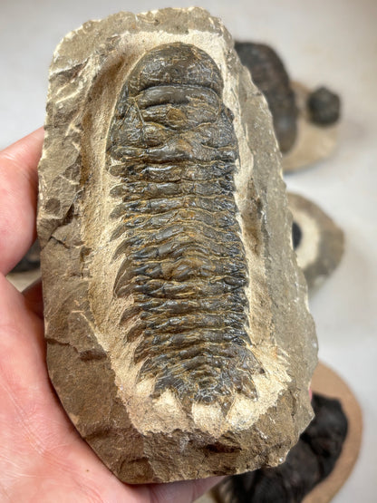 Trilobit auf Matrix in bester Qualität, verschiedene Gattungen: Hollardops, Phacops, Gerastos, Marokko Devon Zeitalter
