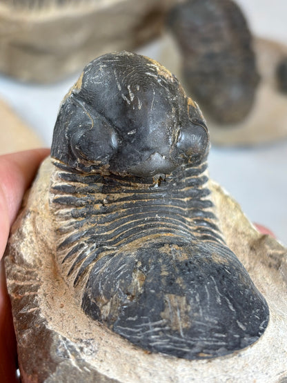 Trilobit auf Matrix in bester Qualität, verschiedene Gattungen: Hollardops, Phacops, Gerastos, Marokko Devon Zeitalter