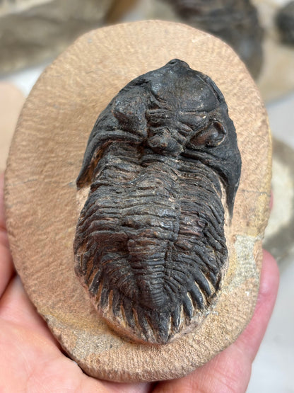 Trilobit auf Matrix in bester Qualität, verschiedene Gattungen: Hollardops, Phacops, Gerastos, Marokko Devon Zeitalter