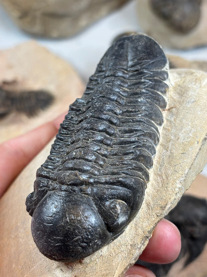 Trilobit auf Matrix in bester Qualität, verschiedene Gattungen: Hollardops, Phacops, Gerastos, Marokko Devon Zeitalter