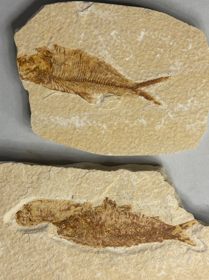 Versteinerte Fische in Matrix, beste Qualität Wyoming USA, Knightia eocaena Hering, Garnelen wie Bechleja rostrata oder Carpopenaeus