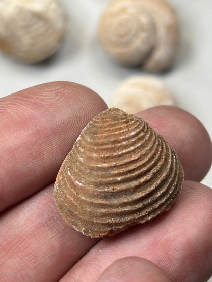 Versteinerte Muschel & Schnecken, in bester Qualität, Schnecke Gattung Pseudolivella & Muschel Gattung: Venericardia (Acanthocardia) Eozän Marokko ca. 45 millionen Jahre Großhandelspreis