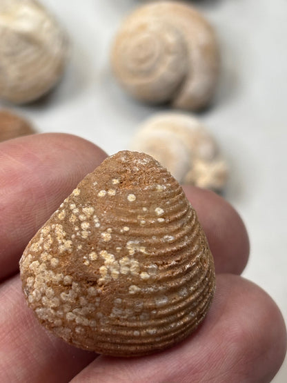 Versteinerte Muschel & Schnecken, in bester Qualität, Schnecke Gattung Pseudolivella & Muschel Gattung: Venericardia (Acanthocardia) Eozän Marokko ca. 45 millionen Jahre Großhandelspreis