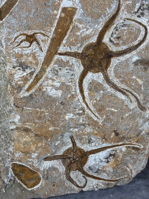 Schlangenstern Fossilienplatte XXL ca. 14,5 Kg in bester Qualität, Seelilien Gastropode Fossilien Muschel Schlangenseestern Fossilienwand Konservatlagerstätten Fossilien Seestern