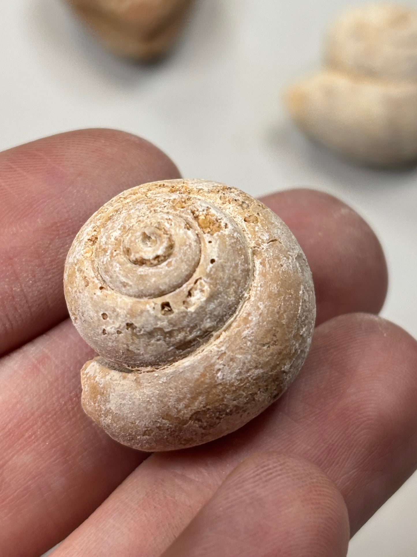 Versteinerte Muschel & Schnecken, in bester Qualität, Schnecke Gattung Pseudolivella & Muschel Gattung: Venericardia (Acanthocardia) Eozän Marokko ca. 45 millionen Jahre Großhandelspreis