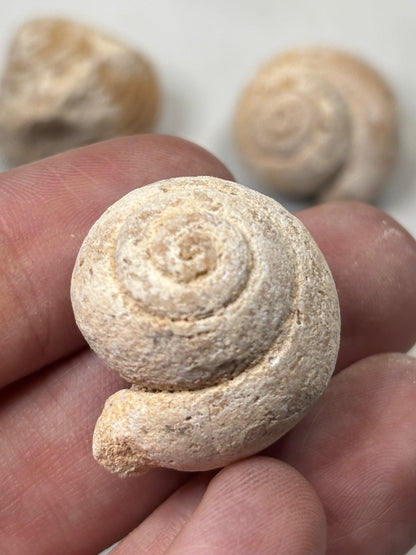 Versteinerte Muschel & Schnecken, in bester Qualität, Schnecke Gattung Pseudolivella & Muschel Gattung: Venericardia (Acanthocardia) Eozän Marokko ca. 45 millionen Jahre Großhandelspreis