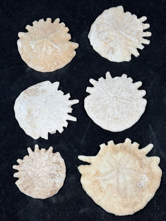 Echter versteinerter Seeigel aus Marokko - Seltener Sanddollar Heliophora Premium Fossil