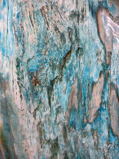 Versteinertes Holz mit Chrysokoll, XL (ca. 8,3 Kg) in bester Qualität, Collawood Kupfermineralien Museumsstück Rarität fossiler Baumstamm Garut Indonesien