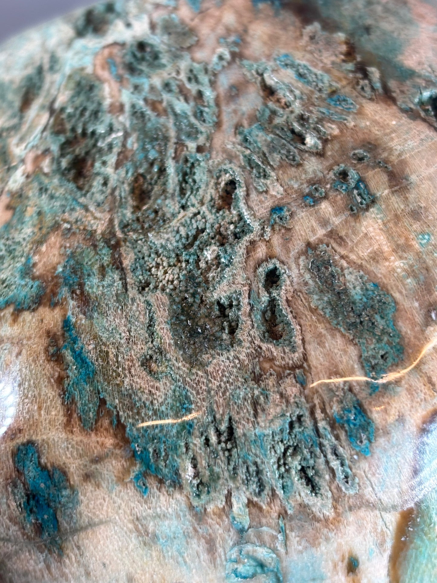 Versteinertes Holz mit Chrysokoll, XL (ca. 8,3 Kg) in bester Qualität, Collawood Kupfermineralien Museumsstück Rarität fossiler Baumstamm Garut Indonesien