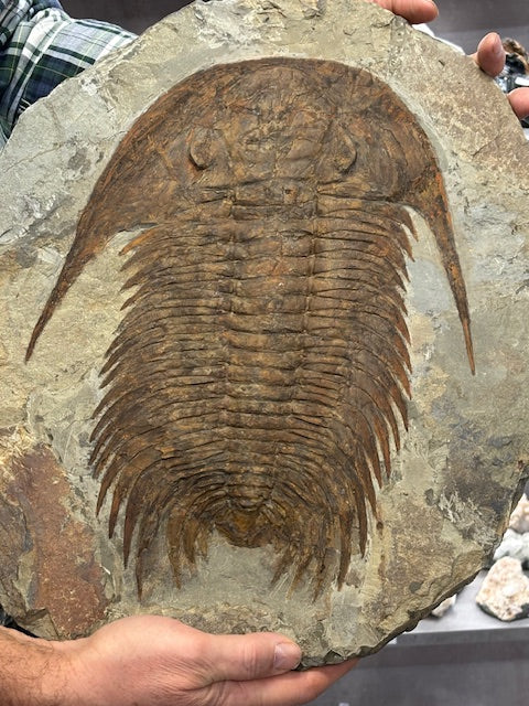 XXL Trilobit in Matrix, Fossilgröße bis zu über 40cm Länge in bester Qualität, Gattung Acadoparadoxides (Paradoxides) durch Hämatit Blutstein versteinert
