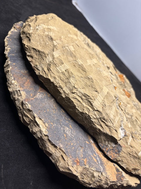 XXL Trilobit in Geode (Aktiva & Passiva) Paradoxides ca. 22cm Fossilgröße, in bester Qualität, Rarität Museum