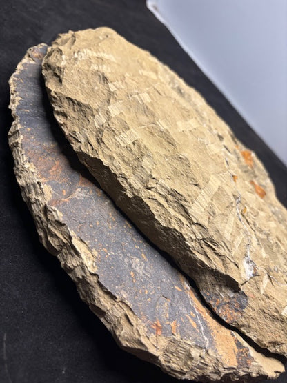 XXL Trilobit in Geode (Aktiva & Passiva) Paradoxides ca. 22cm Fossilgröße, in bester Qualität, Rarität Museum