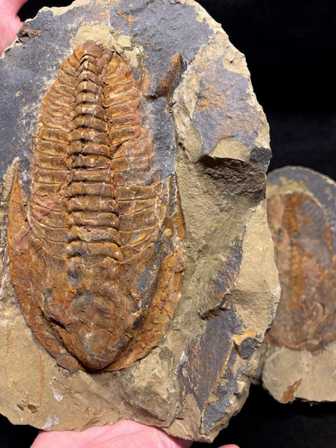 XXL Trilobit in Geode (Aktiva & Passiva) Paradoxides ca. 22cm Fossilgröße, in bester Qualität, Rarität Museum