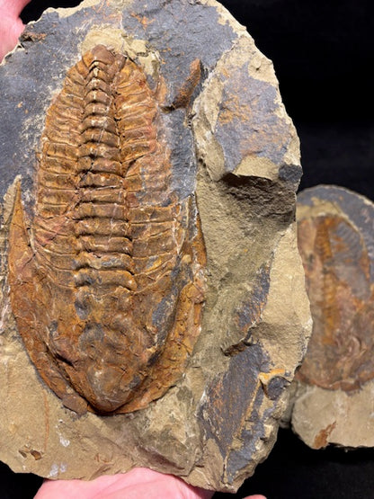 XXL Trilobit in Geode (Aktiva & Passiva) Paradoxides ca. 22cm Fossilgröße, in bester Qualität, Rarität Museum