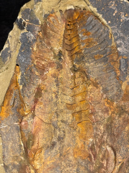 XXL Trilobit in Geode (Aktiva & Passiva) Paradoxides ca. 22cm Fossilgröße, in bester Qualität, Rarität Museum