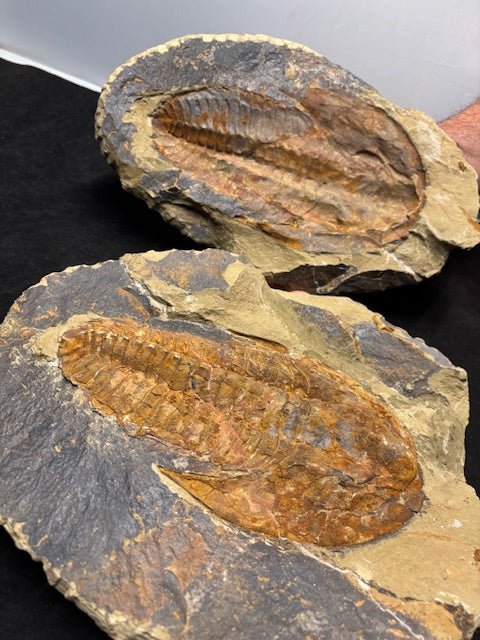 XXL Trilobit in Geode (Aktiva & Passiva) Paradoxides ca. 22cm Fossilgröße, in bester Qualität, Rarität Museum