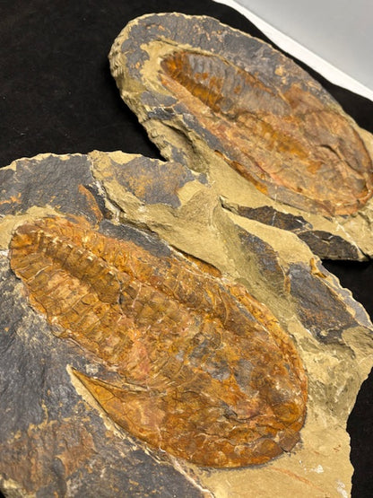 XXL Trilobit in Geode (Aktiva & Passiva) Paradoxides ca. 22cm Fossilgröße, in bester Qualität, Rarität Museum
