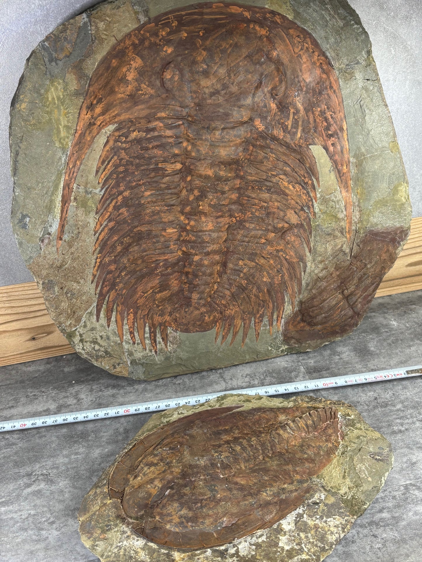 XXL Trilobit in Matrix, Fossilgröße bis zu über 40cm Länge in bester Qualität, Gattung Acadoparadoxides (Paradoxides) durch Hämatit Blutstein versteinert