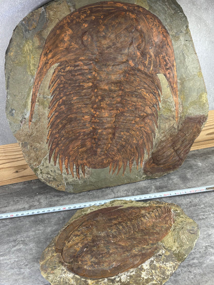 XXL Trilobit in Matrix, Fossilgröße bis zu über 40cm Länge in bester Qualität, Gattung Acadoparadoxides (Paradoxides) durch Hämatit Blutstein versteinert