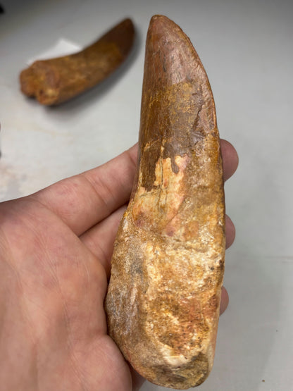 Carcharodontosaurus Zahn XXL, in bester Qualität alle über 12cm Länge, afrikanischer T-Rex