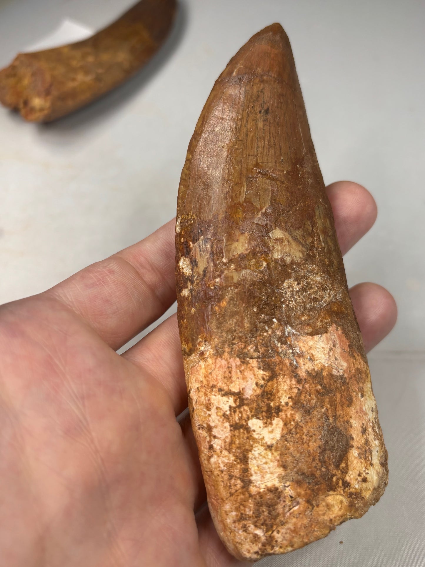 Carcharodontosaurus Zahn XXL, in bester Qualität alle über 12cm Länge, afrikanischer T-Rex