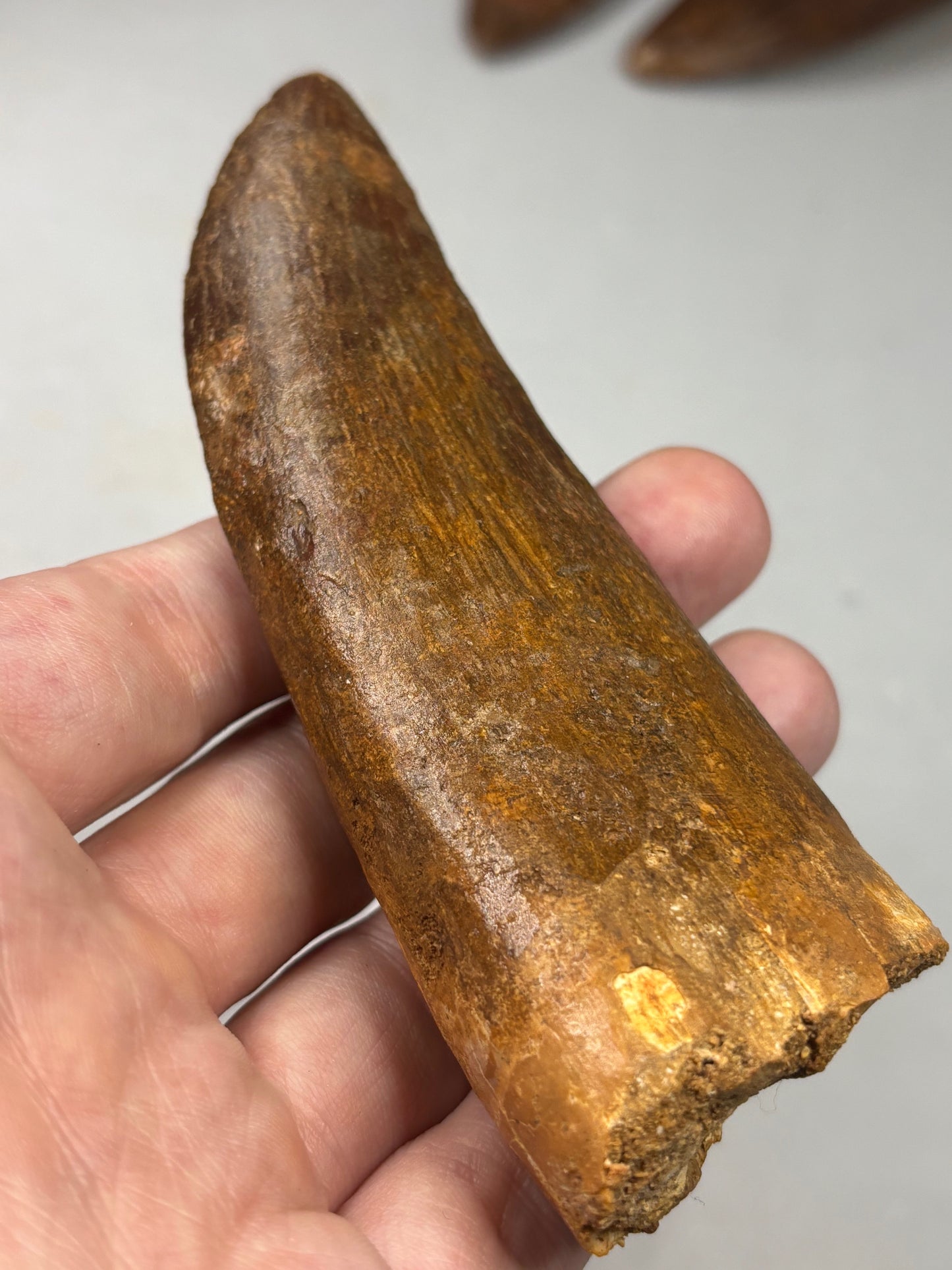 Carcharodontosaurus Zahn XXL, in bester Qualität alle über 12cm Länge, afrikanischer T-Rex